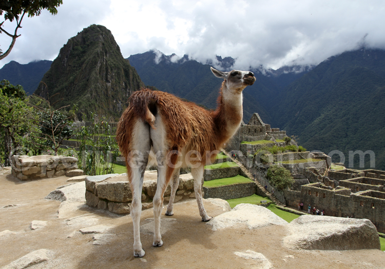 Cité inca de Machu Picchu