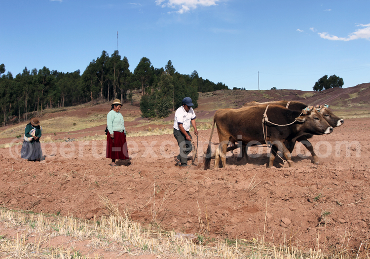 Péninsule Capachica, Titicaca