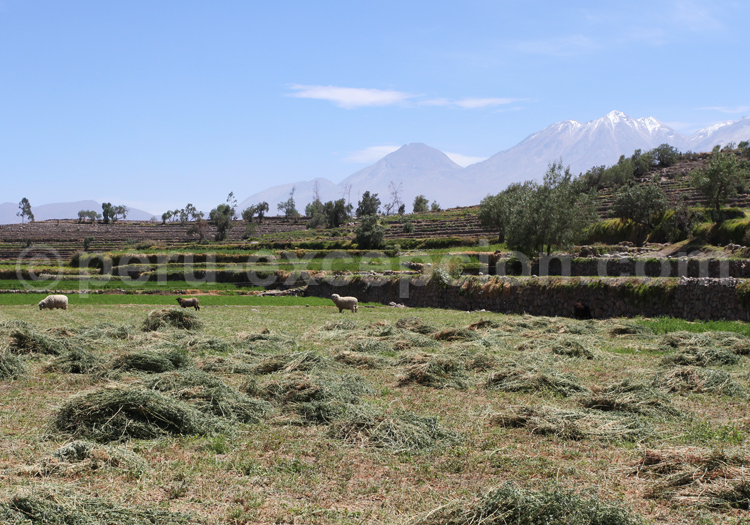 Sommets d'Arequipa