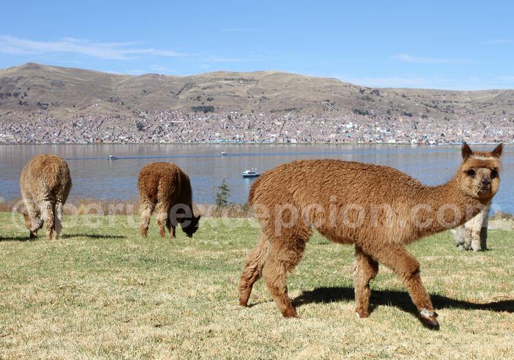 Lac Titicaca