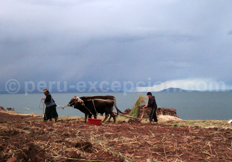 Paysages du lac Titicaca