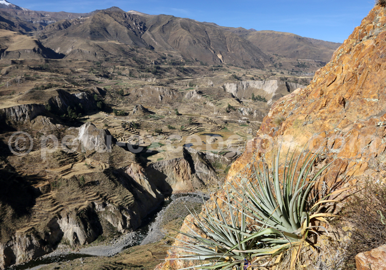 Canyon de Colca