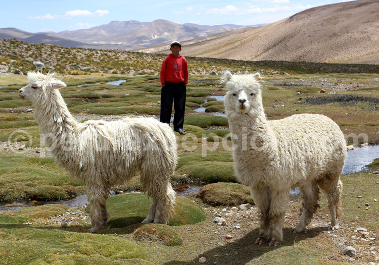 Le lama, mammifère typique de l'Amérique du Sud