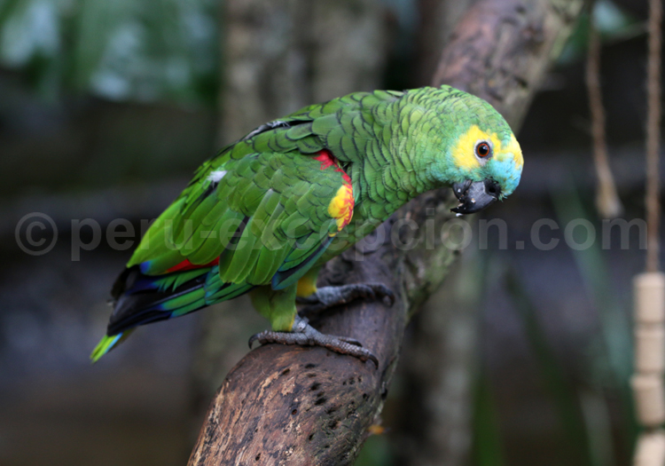 Amazone à front bleu