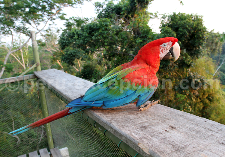 L’ara rouge ou macao