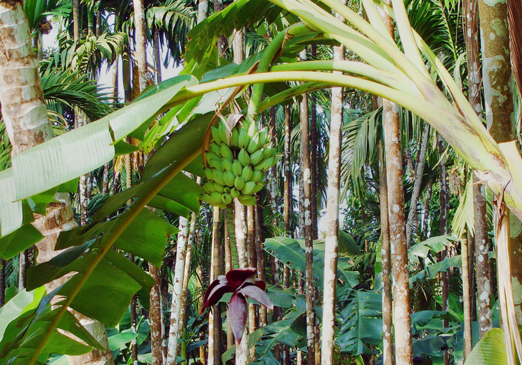 banane plantain, cc pixabay