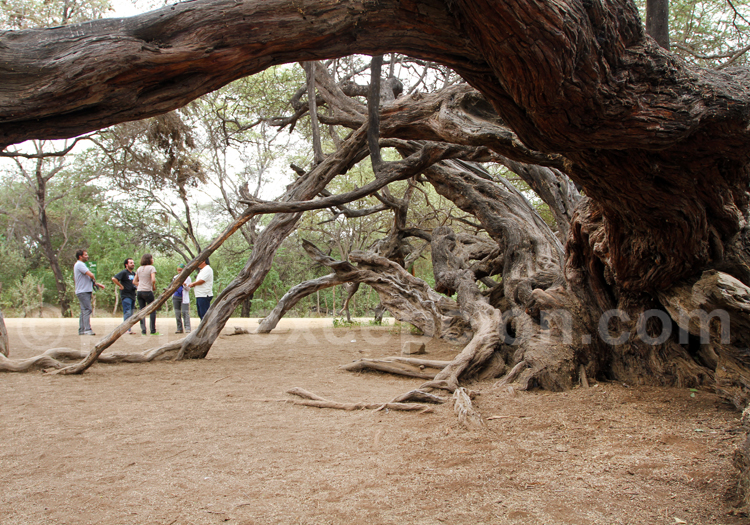 Algarrobo, Bosque de Pomac