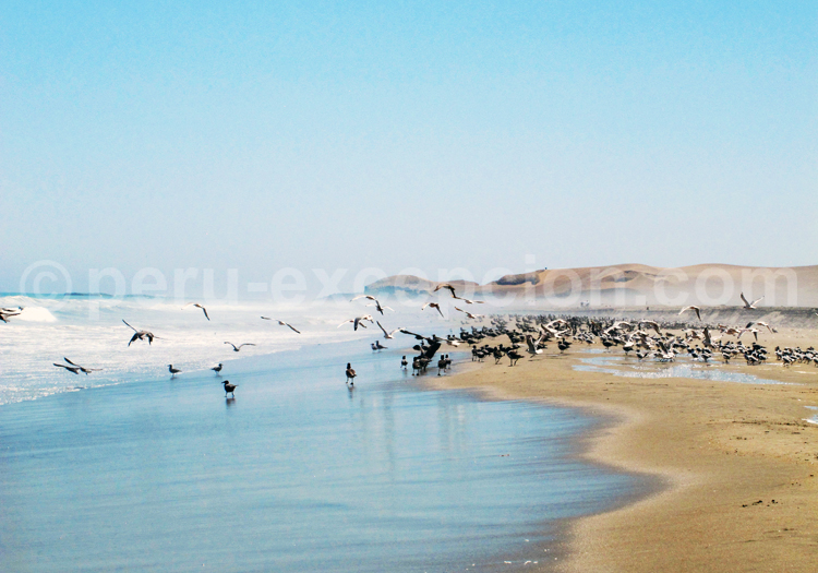 Caleta Vidal, région Lima
