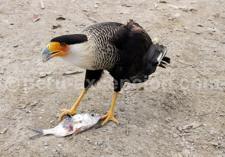 El caracara