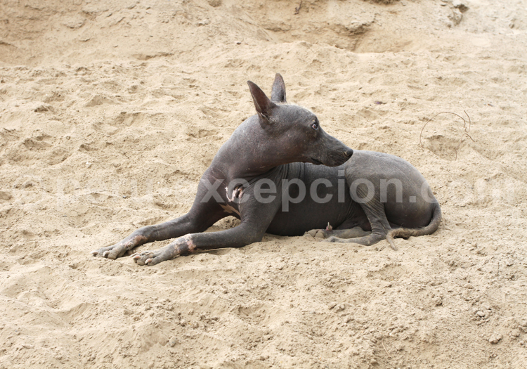 Le chien nu du Pérou