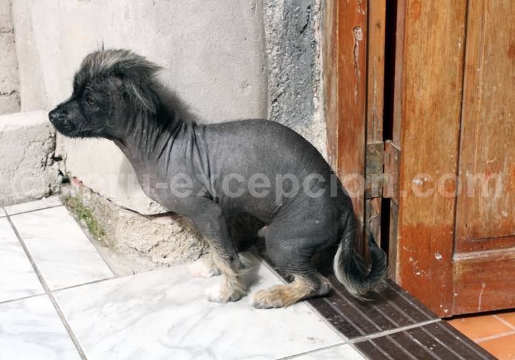 Le chien inca du Pérou