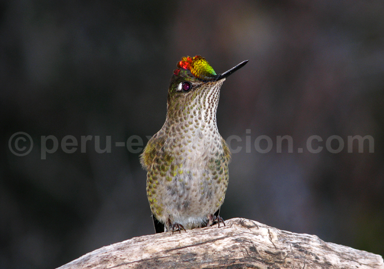 Le colibri du Chili ou austral