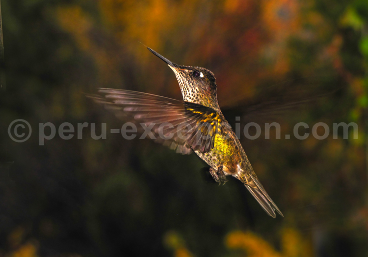 Le Colibri