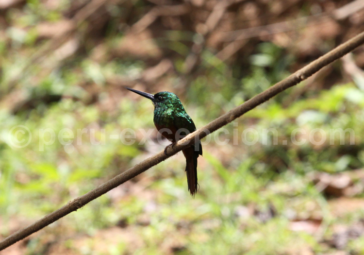 Le colibri flavescent