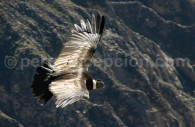 Condor dans les Andes péruviennes Condor dans les Andes péruviennes