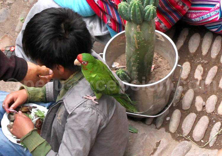La conure mitrée