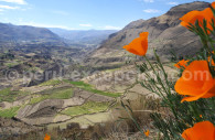 Cultures en étage du Canyon de Colca Cultures en étage du Canyon de Colca