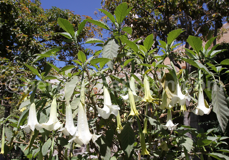 Datura