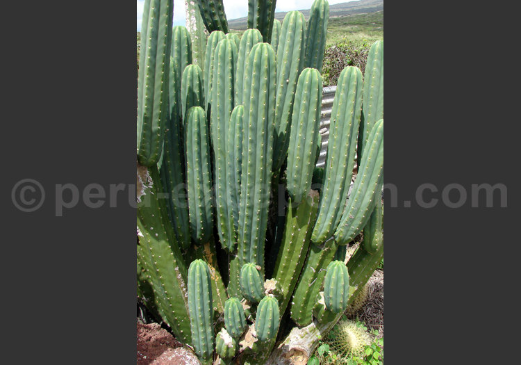 San Pedro