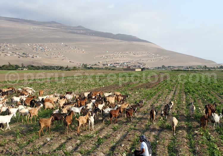 Elevage de chèvres au Pérou