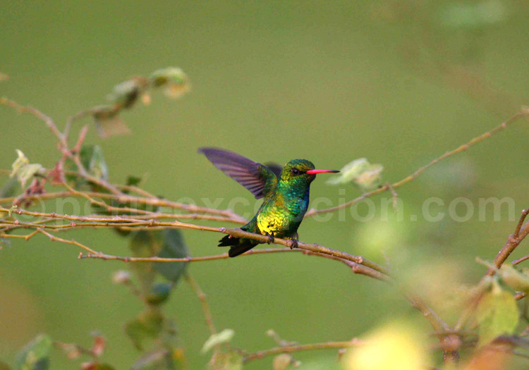 Faune Aviaire Les Oiseaux Damazonie Du Pérou