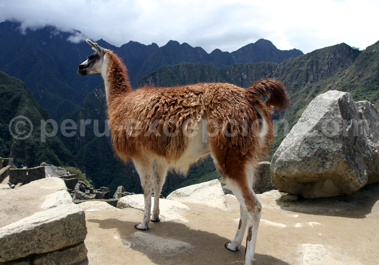 Gardien du Machu Picchu