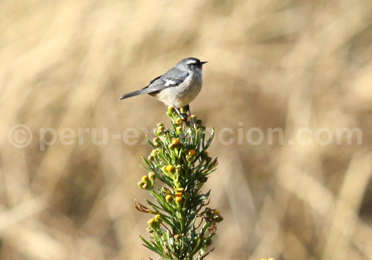 Faune Aviaire Petits Oiseaux Du Pérou