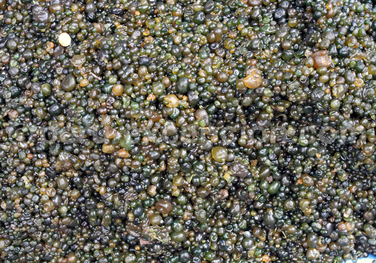 Graines du Pérou