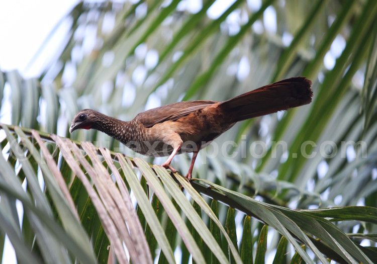 Faune Aviaire Les Oiseaux Damazonie Du Pérou