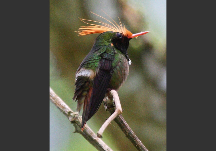 Lophornis Delattrei - Crédits Licence cc
