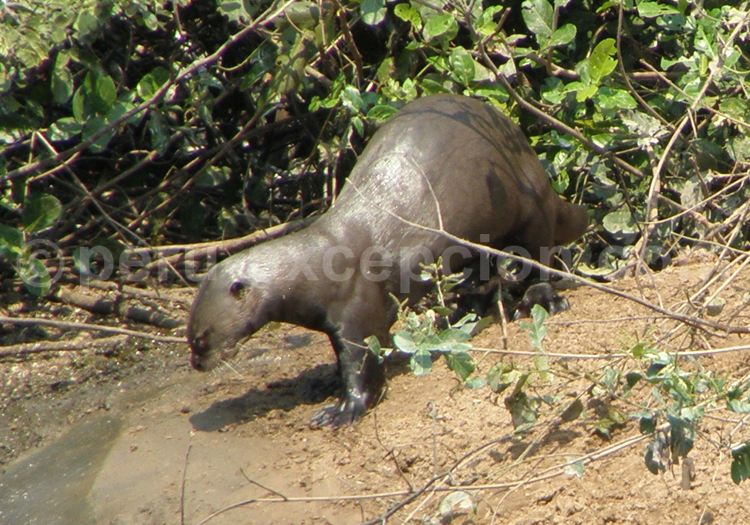 La loutre géante