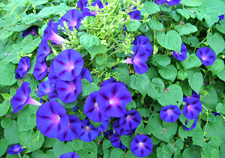 Morning Glory