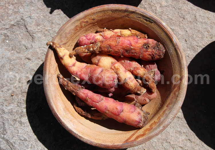 Oca