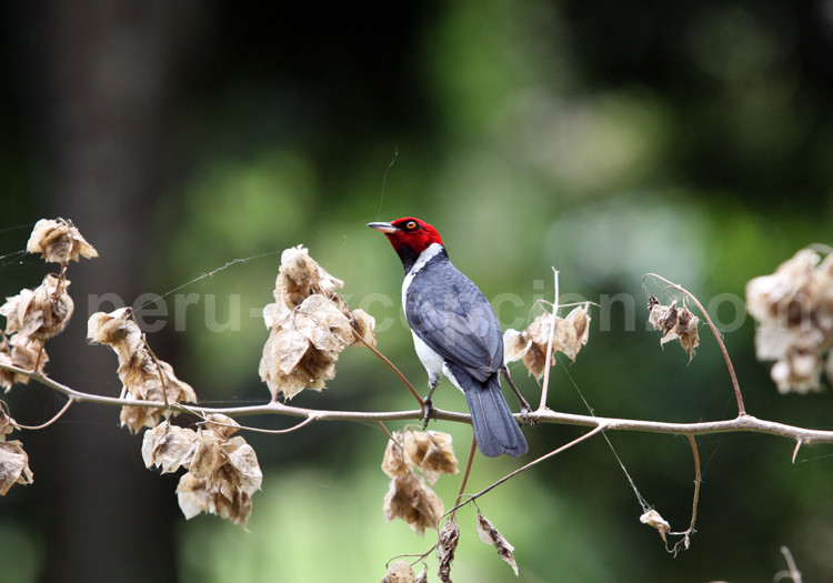 Faune Aviaire Petits Oiseaux Du Pérou