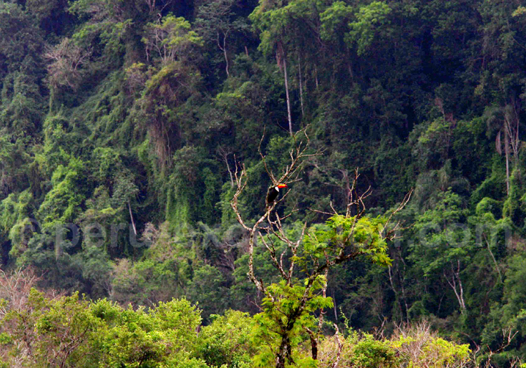 Toucan, Réserve nationale de Pacaya Samiria