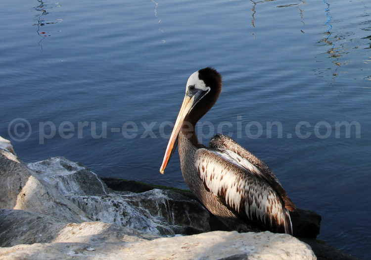 Faune Aviaire Oiseaux Marins Du Pérou