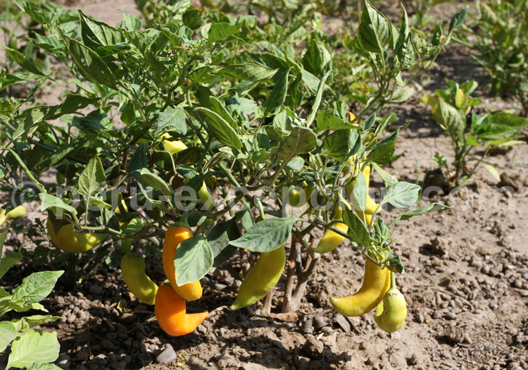 Piment jaune