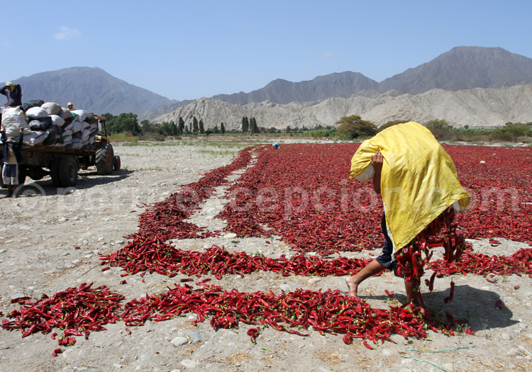 Piments du Pérou