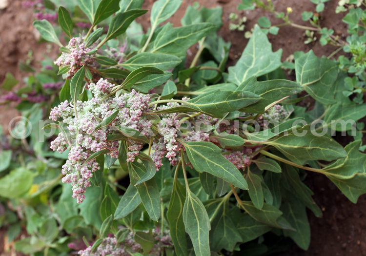Plante de quinoa