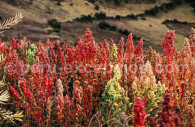 Quinoa du Pérou Quinoa du Pérou