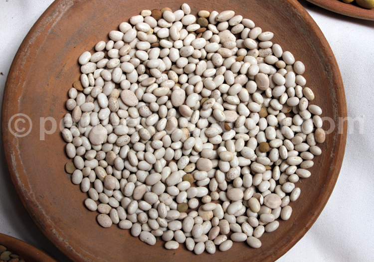 Tarwi