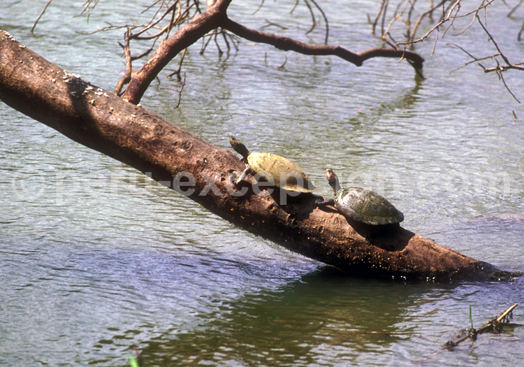 Tortue charapa