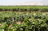 Vignes de la bodega Tacama Vignes de la bodega Tacama
