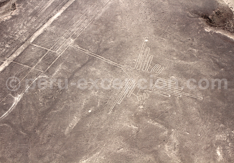 Colibri de Nazca