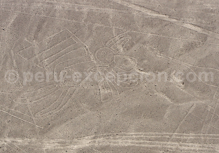 Oiseau Frégate de Nazca