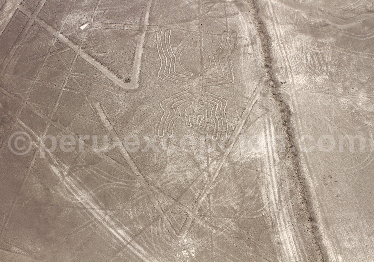 L'Araignée de Nazca