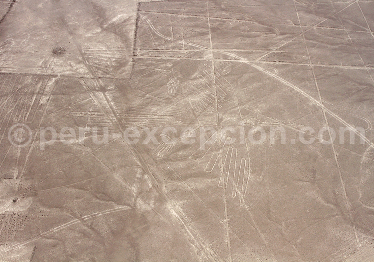 Le Condor de Nazca