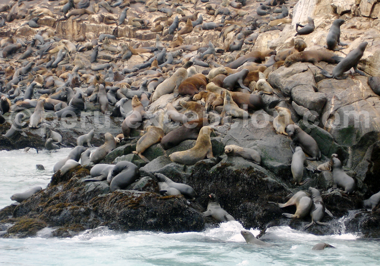 Islas Palominos