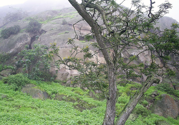 Sanctuaire des Lomas de Lachay