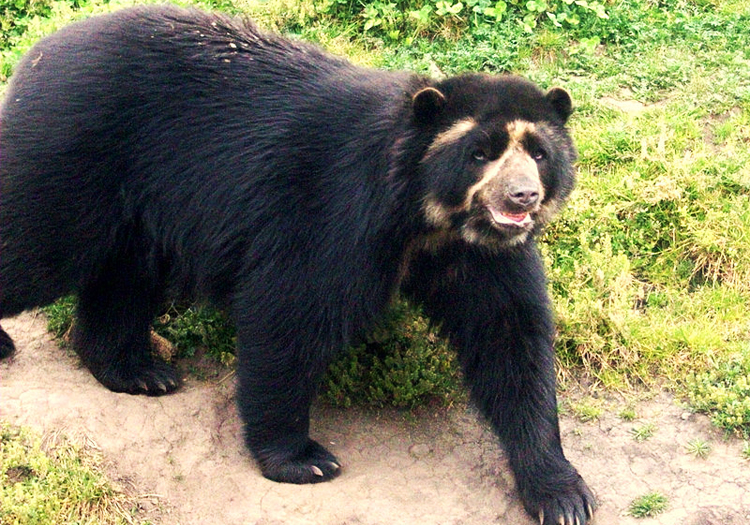 Ours andin du parc de Cutervo